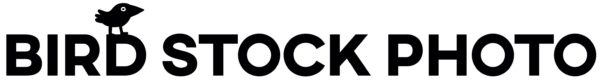 birdstock logo
